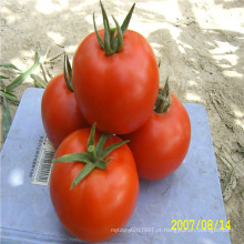 Suntoday vermelho grande firma indeterminada longa shelflife rodada tolerante a TY protecitivate e campo aberto sementes de tomate (22009)